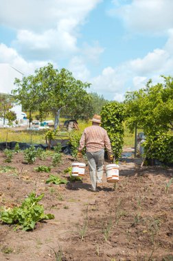 Ekovillajda sebze bahçesini sulamak için kova kova su taşıyan yaşlı bir adam..