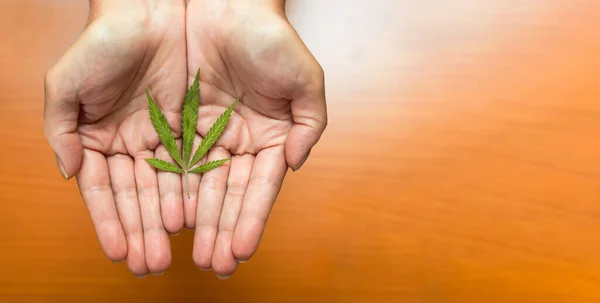 Top View Hands Showing Beautiful Marijuana Leaf Wooden Background Big — Stock Photo, Image