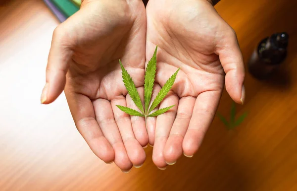 Top View Hands Showing Beautiful Marijuana Leaf — Stock Photo, Image