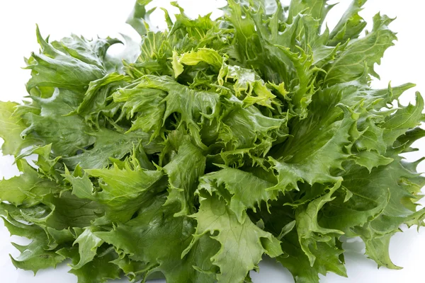 Fresh lettuce batavia ice queen — Stock Photo, Image