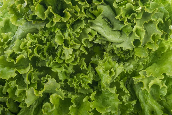 Latar belakang salad batavia — Stok Foto