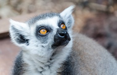 Bir hayvanat bahçesi şirin lemur