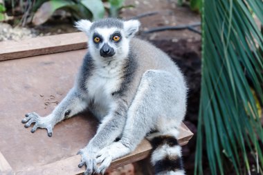 Bir hayvanat bahçesi şirin lemur