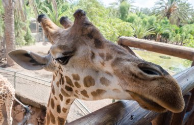 Hayvanat bahçesindeki zürafa