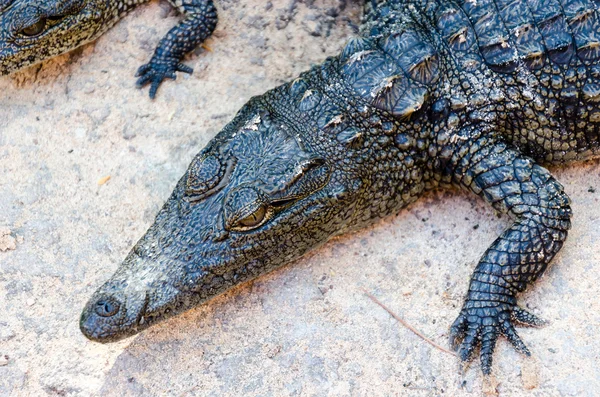 Blick von oben auf Krokodil — Stockfoto