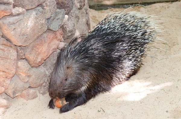 Porcupine eating a nut — Stock Photo, Image