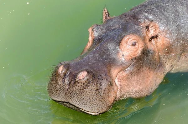 Hippopotamus într-un râu — Fotografie, imagine de stoc