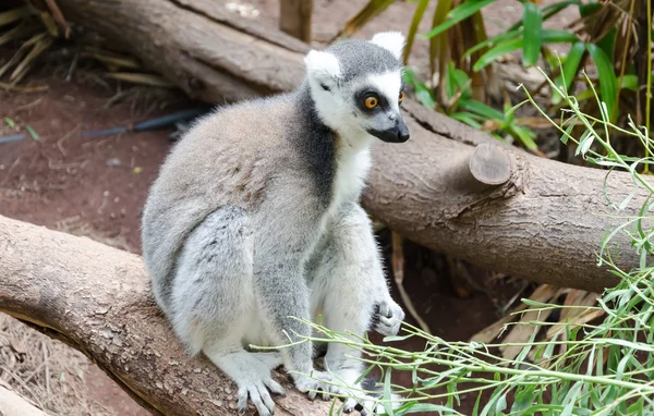 Lindo lémur en un zoológico — Foto de Stock