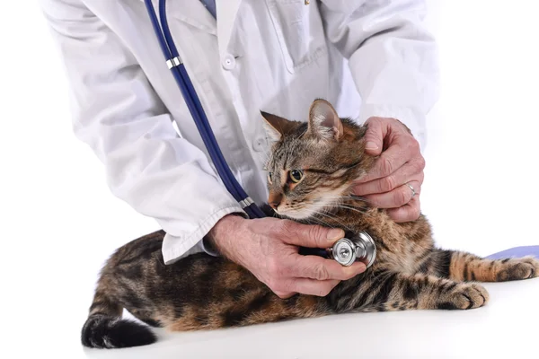 Veterinario examinando un gato — Foto de Stock