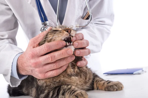 수 의사는 고양이의 이빨을 검사 — 스톡 사진