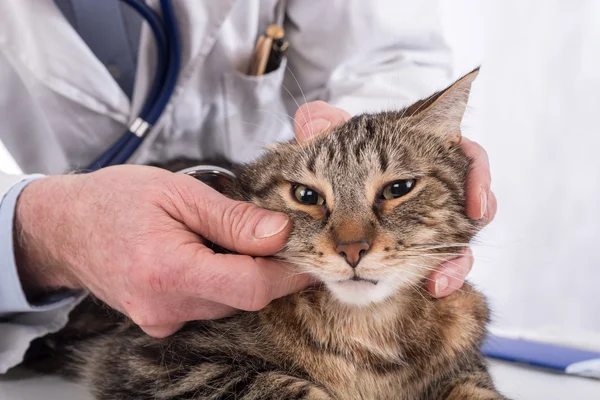 Veterinarian examining a cat — Stock Photo, Image
