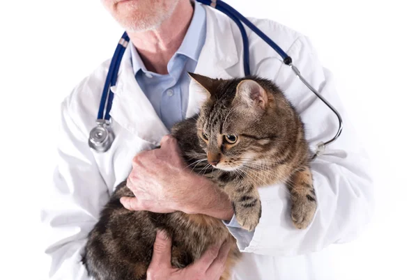 Veterinario sosteniendo un gato — Foto de Stock
