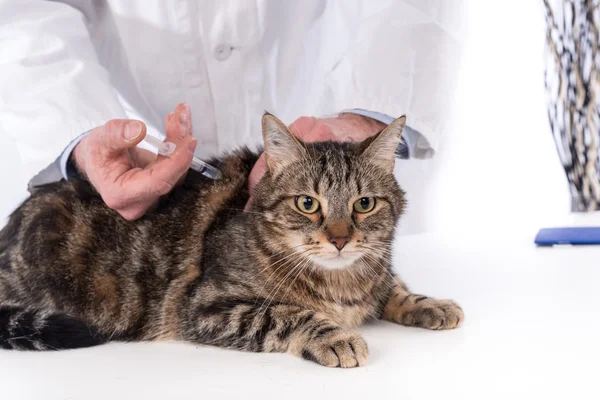 Gato recebendo uma vacina — Fotografia de Stock