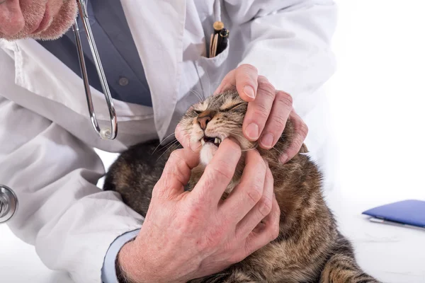 Veterinario examinando los dientes de un gato — Foto de Stock