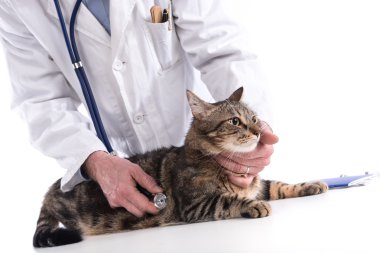 bir kediyi muayene veteriner