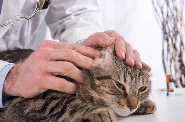 Veterinario examinando una oreja de un gato — Foto de Stock