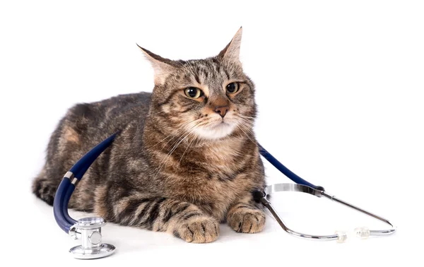 Cat with a stethoscope on his back — Stock Photo, Image