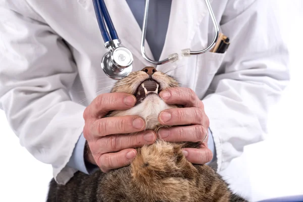 Un vétérinaire examine les dents d'un chat — Photo