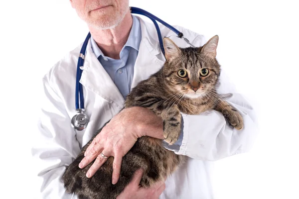 Veterinario sosteniendo un gato — Foto de Stock