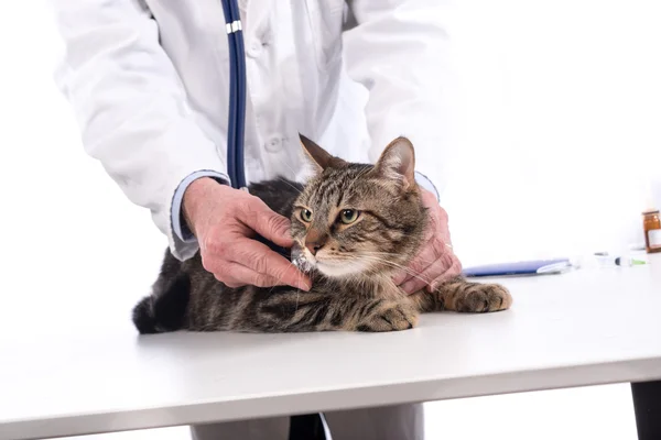 Veterinario examinando un gato — Foto de Stock