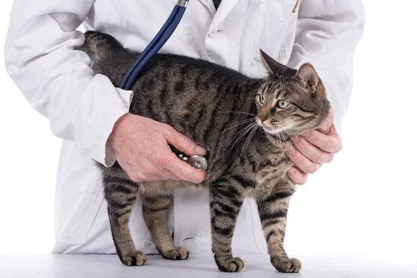 Veterinario examinando un gato — Foto de Stock