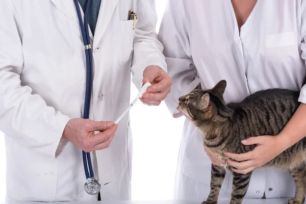 Cat at the veterinary clinic — Stock Photo, Image