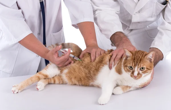 Veterinarian making injection — Stock Photo, Image