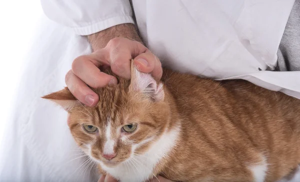 獣医は、猫を調べる — ストック写真