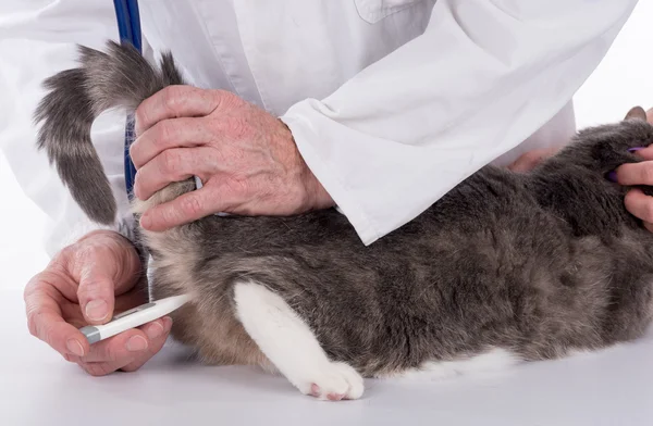 수 의사가 고양이 검사 — 스톡 사진