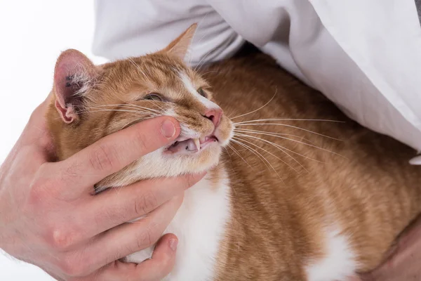 Dierenarts behandeling van een kat — Stockfoto