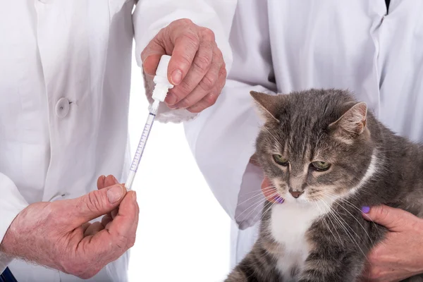 Cat at the veterinary clinic — Stock Photo, Image