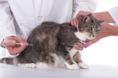 Veteriner enjeksiyon yapma