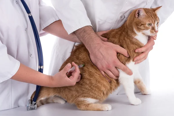 Veterinární lékař dělat injekce — Stock fotografie