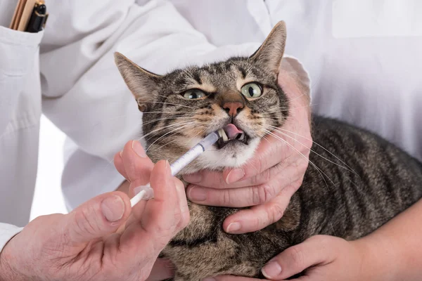 Cat at the veterinary clinic — Stock Photo, Image