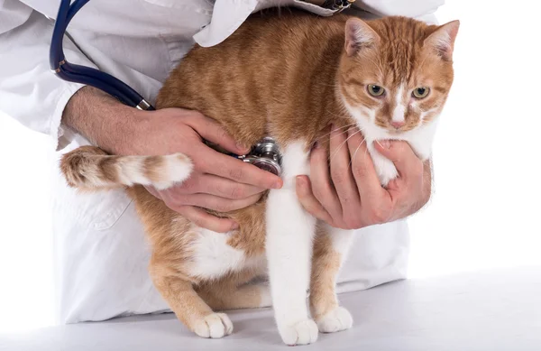 Veterinario examinando un gato — Foto de Stock