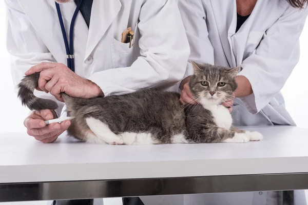 Veterinario examinando un gato — Foto de Stock