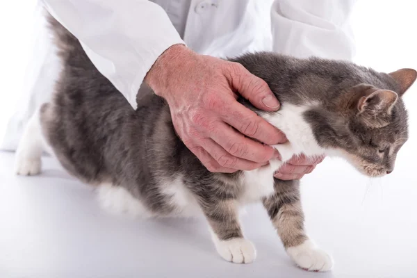 Kočka s veterináři — Stock fotografie