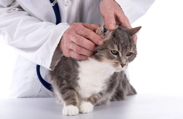獣医は、猫を調べる — ストック写真