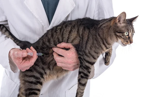 Gato recibiendo una vacuna — Foto de Stock