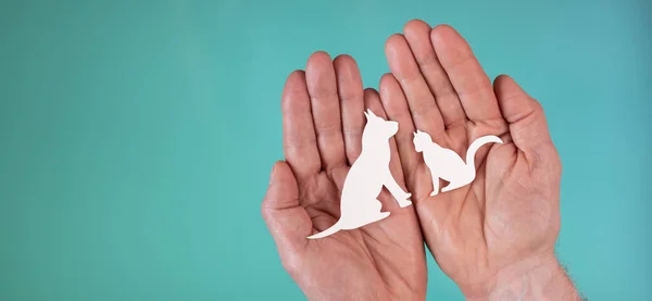 Concept of pet insurance with paper cat and dog in hands on turquoise color background