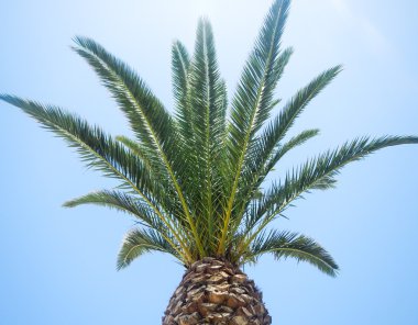 palmiye ağacı