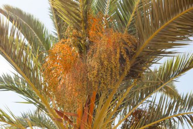 palmiye ağacı tarihleri ile