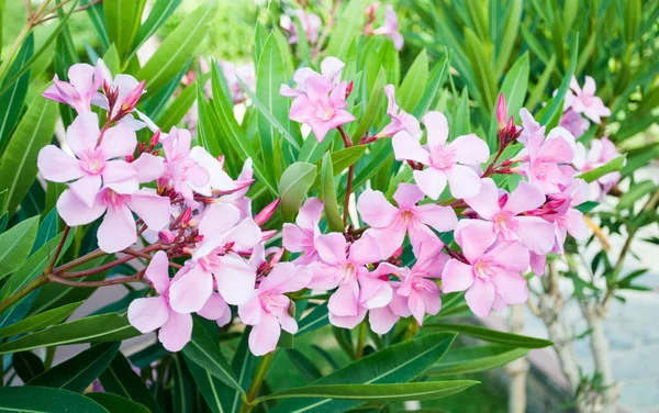 Virágok Oleander — Stock Fotó