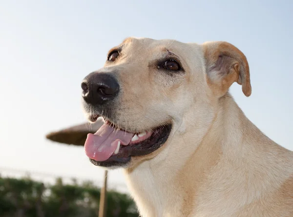 Feliz perro libre — Foto de Stock