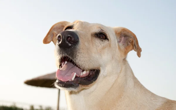 Feliz perro libre — Foto de Stock