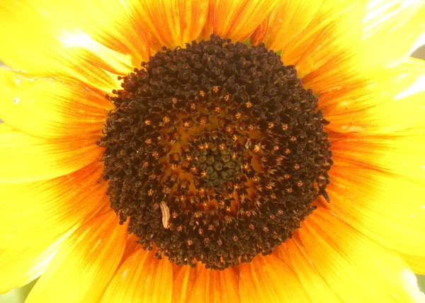 Sunflower — Stock Photo, Image