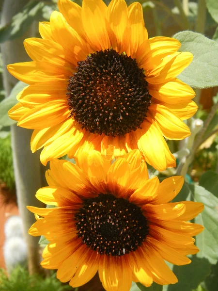 Girasoles — Foto de Stock