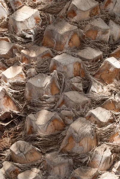 Trunk of a palm tree — Stock Photo, Image