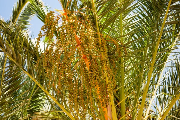 Palmträd med datum — Stockfoto