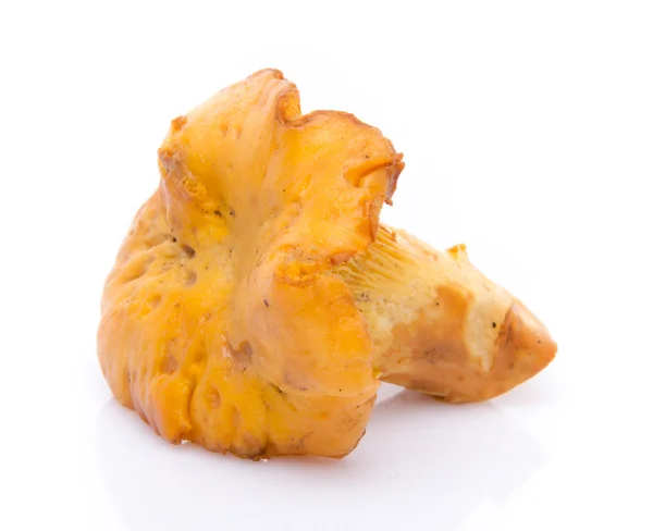 Pieprznik jadalny grzyb — Zdjęcie stockowe